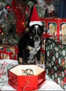 Banjo, Adoptable, Puppy Male Australian Cattle Dog / Blue Heeler.