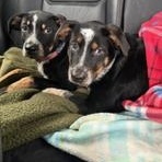 Banjo, a Adoptable mixed breed in Little Rock, AR image 3/5