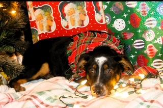 Banjo, a Adoptable mixed breed in Little Rock, AR image 4/5