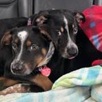 Banjo, a Adoptable mixed breed in Little Rock, AR image 5/5