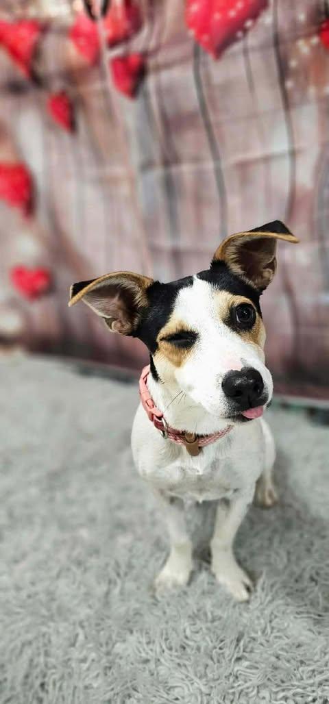 Enlarge Mocha, an adopted mixed breed in St Catharines, ON image 2/4