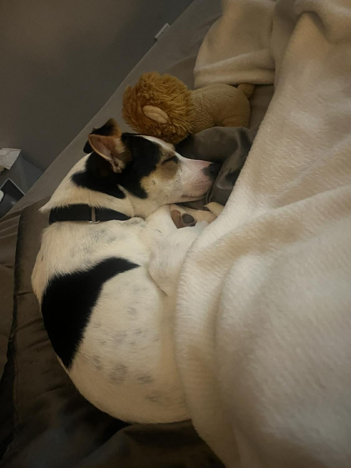 Enlarge Mocha, an adopted mixed breed in St Catharines, ON image 4/4