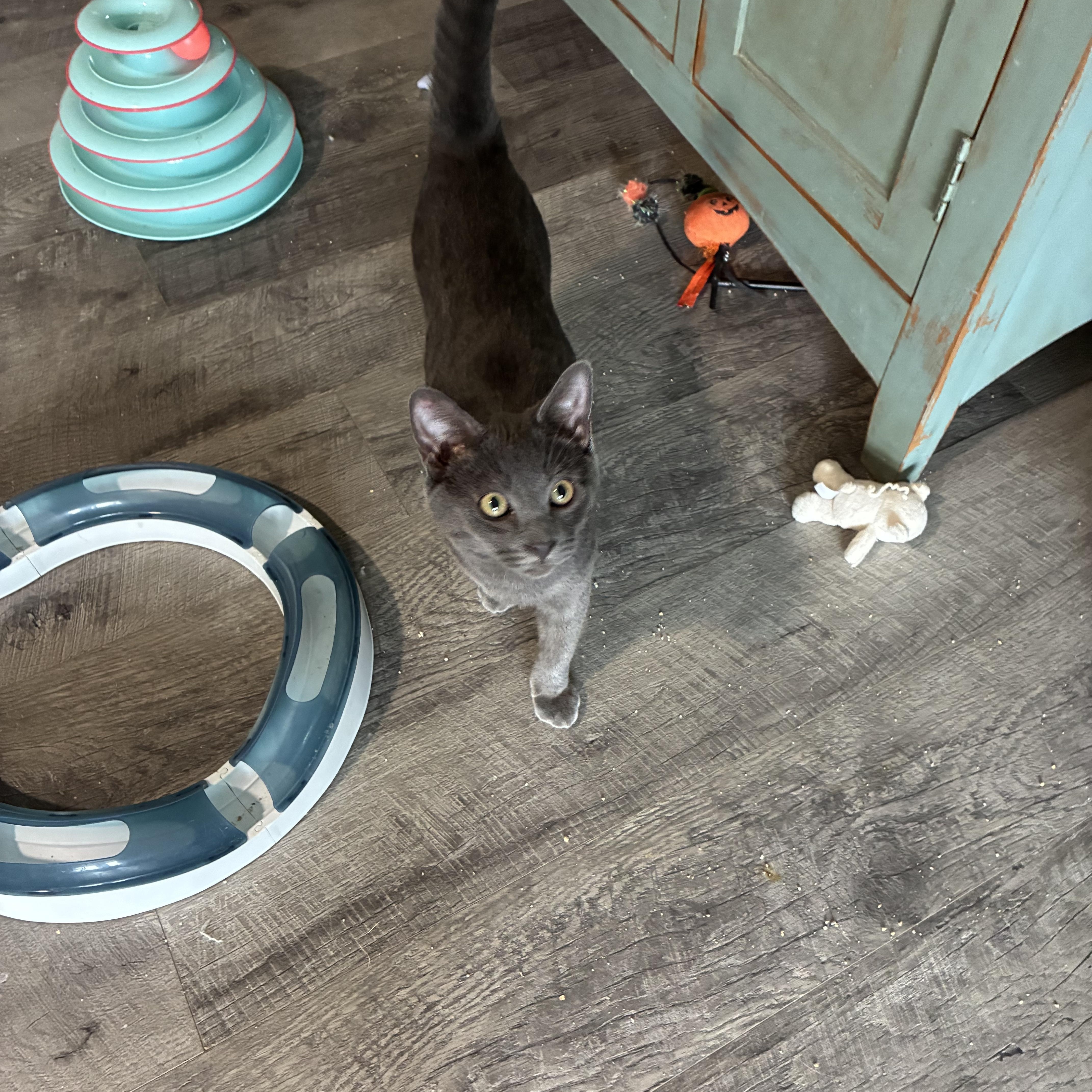 Enlarge Lonnie, a Adoptable Domestic Short Hair in queen creek, AZ image 2/3
