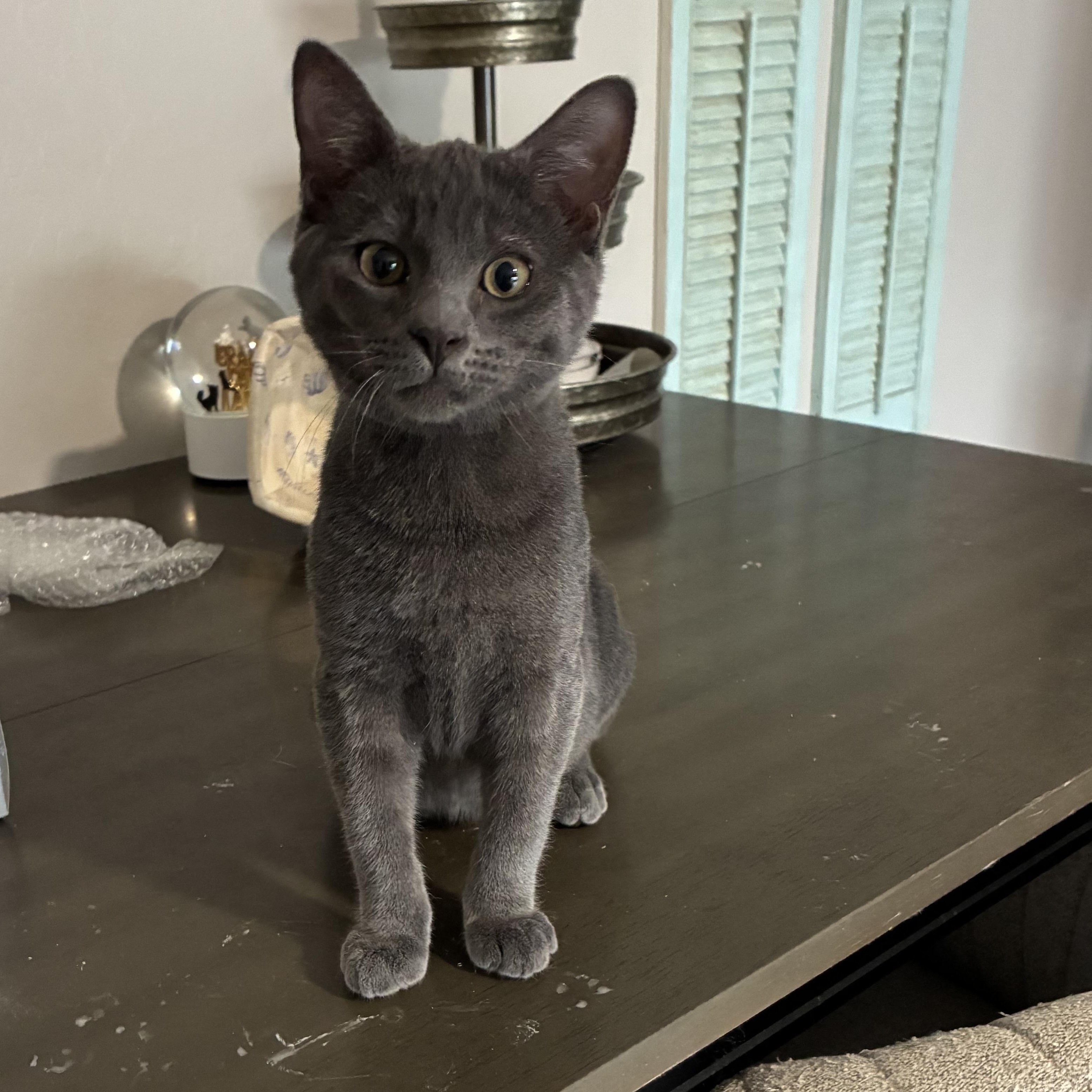 Enlarge Lonnie, a Adopted Domestic Short Hair in queen creek, AZ image 2/3