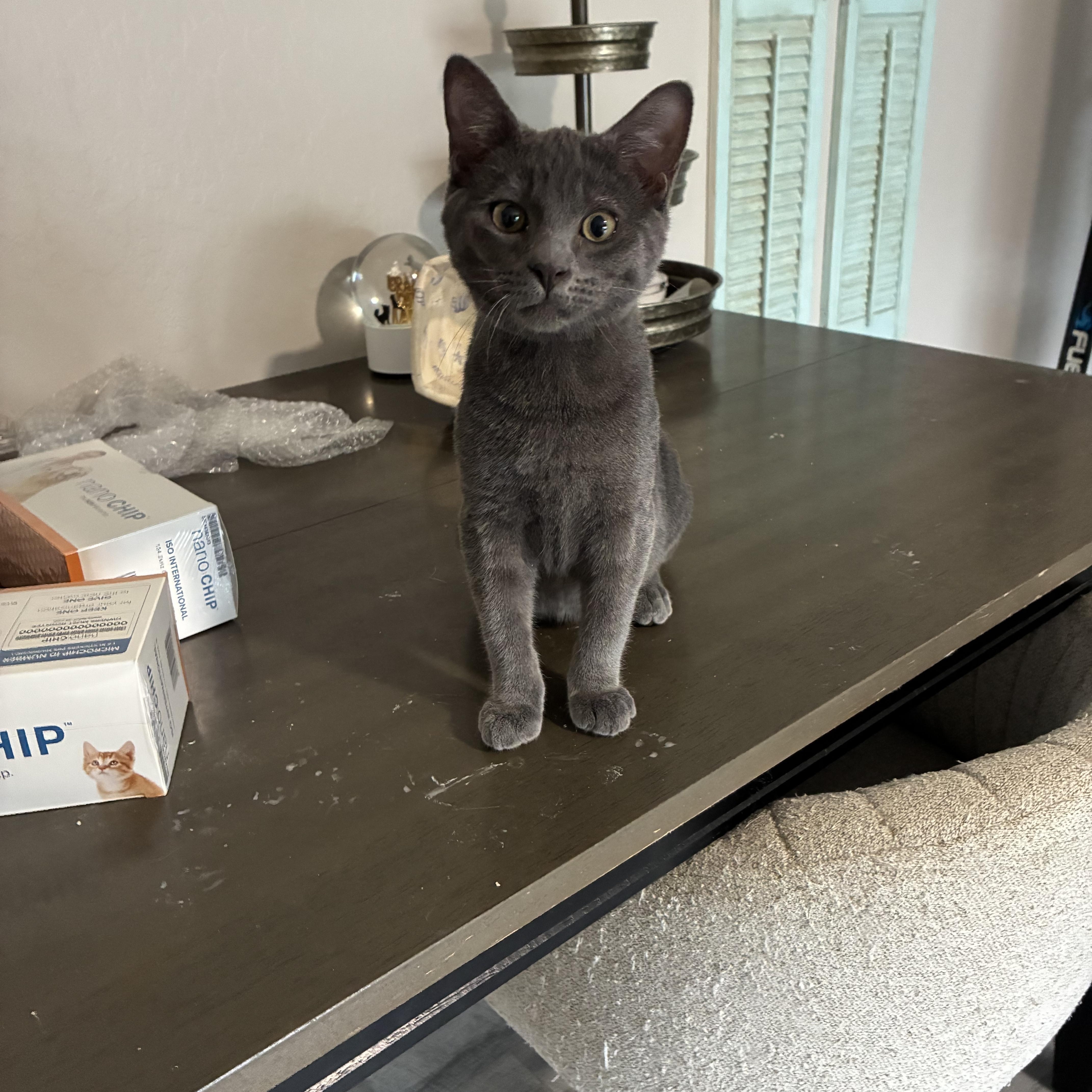 Enlarge Lonnie, a Adoptable Domestic Short Hair in queen creek, AZ image 1/3