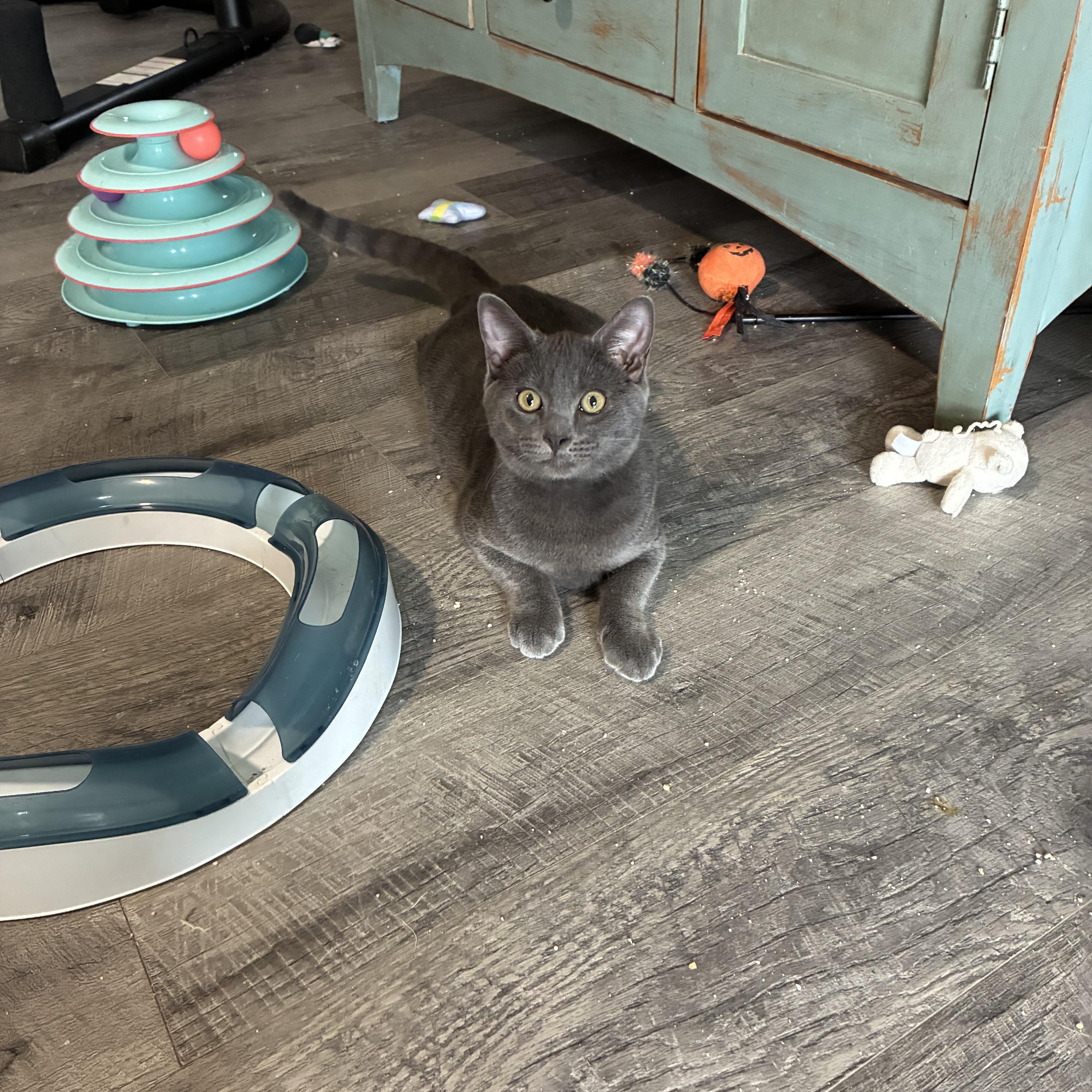 Enlarge Lonnie, a Adoptable Domestic Short Hair in queen creek, AZ image 3/3