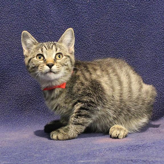 Enlarge Claire, a ADOPTABLE mixed breed in Overland Park, KS image 3/3