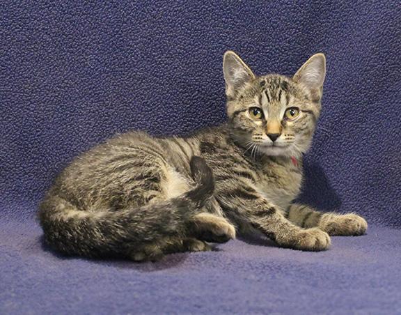 Enlarge Claire, a ADOPTABLE mixed breed in Overland Park, KS image 2/3