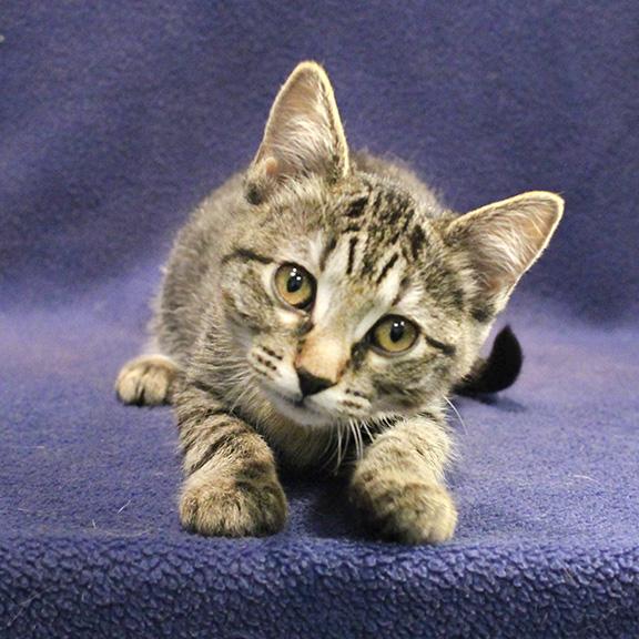 Claire, ADOPTABLE, Kitten Female Domestic Short Hair.