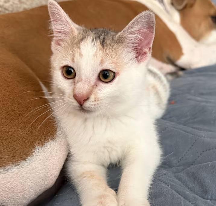 Enlarge Paige, a ADOPTABLE Domestic Short Hair in Nantucket, MA image 1/1