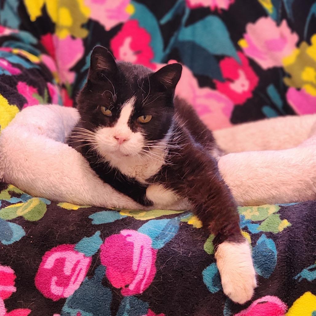 Enlarge Perseus, a Adoptable Domestic Short Hair in Toms Brook, VA image 2/4