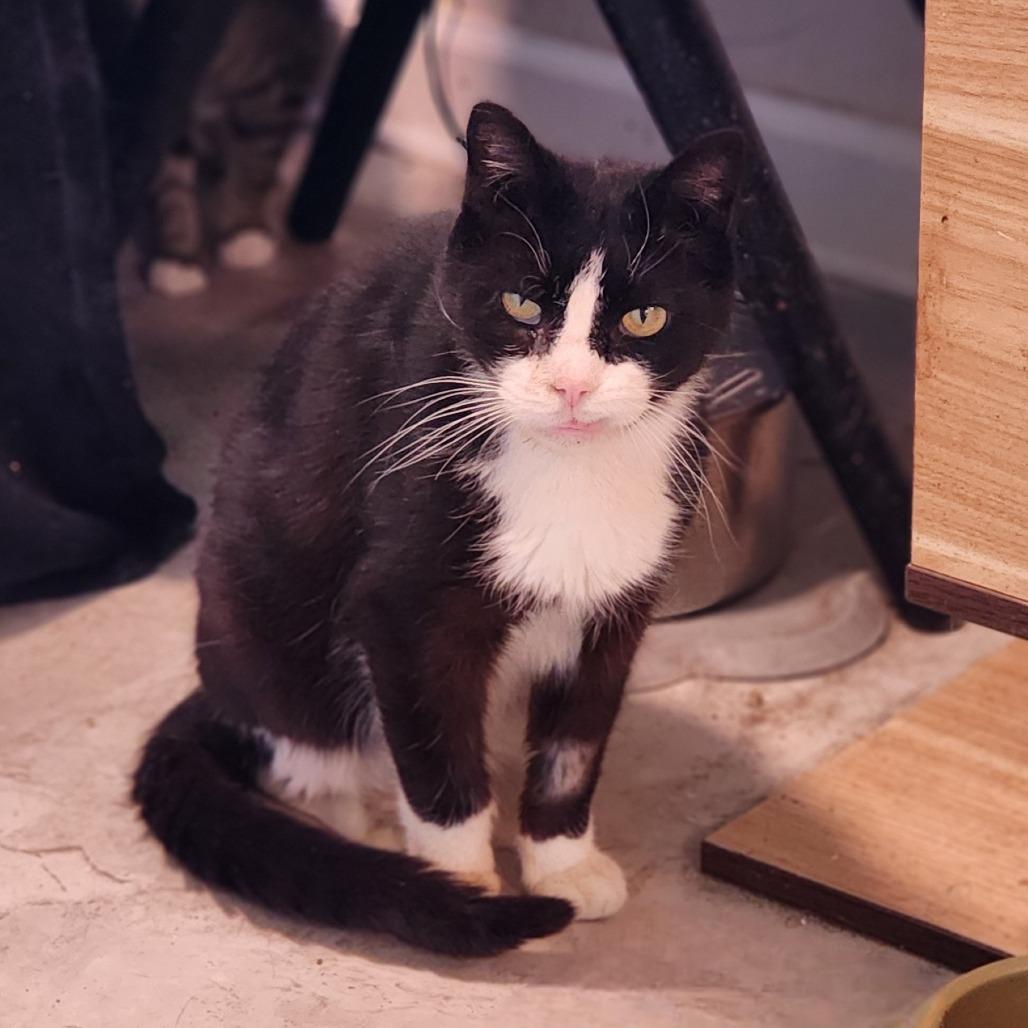 Enlarge Perseus, a Adoptable Domestic Short Hair in Toms Brook, VA image 3/4