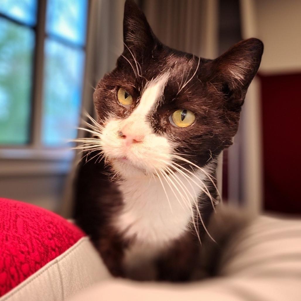 Perseus, a Adoptable Domestic Short Hair in Toms Brook, VA image 2/2