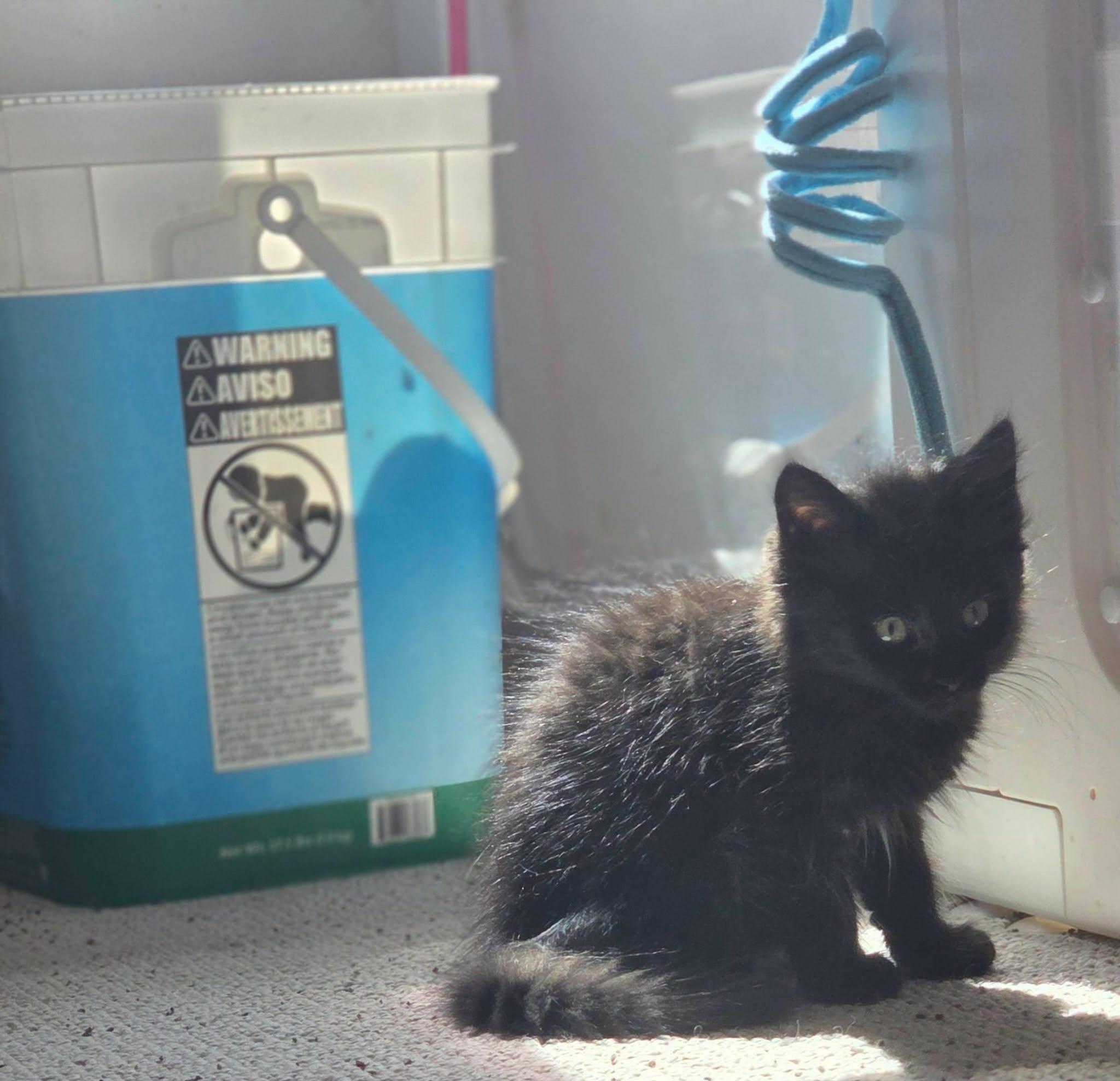 Serafina, a Adoptable Domestic Long Hair in Rochester, NY image 3/3