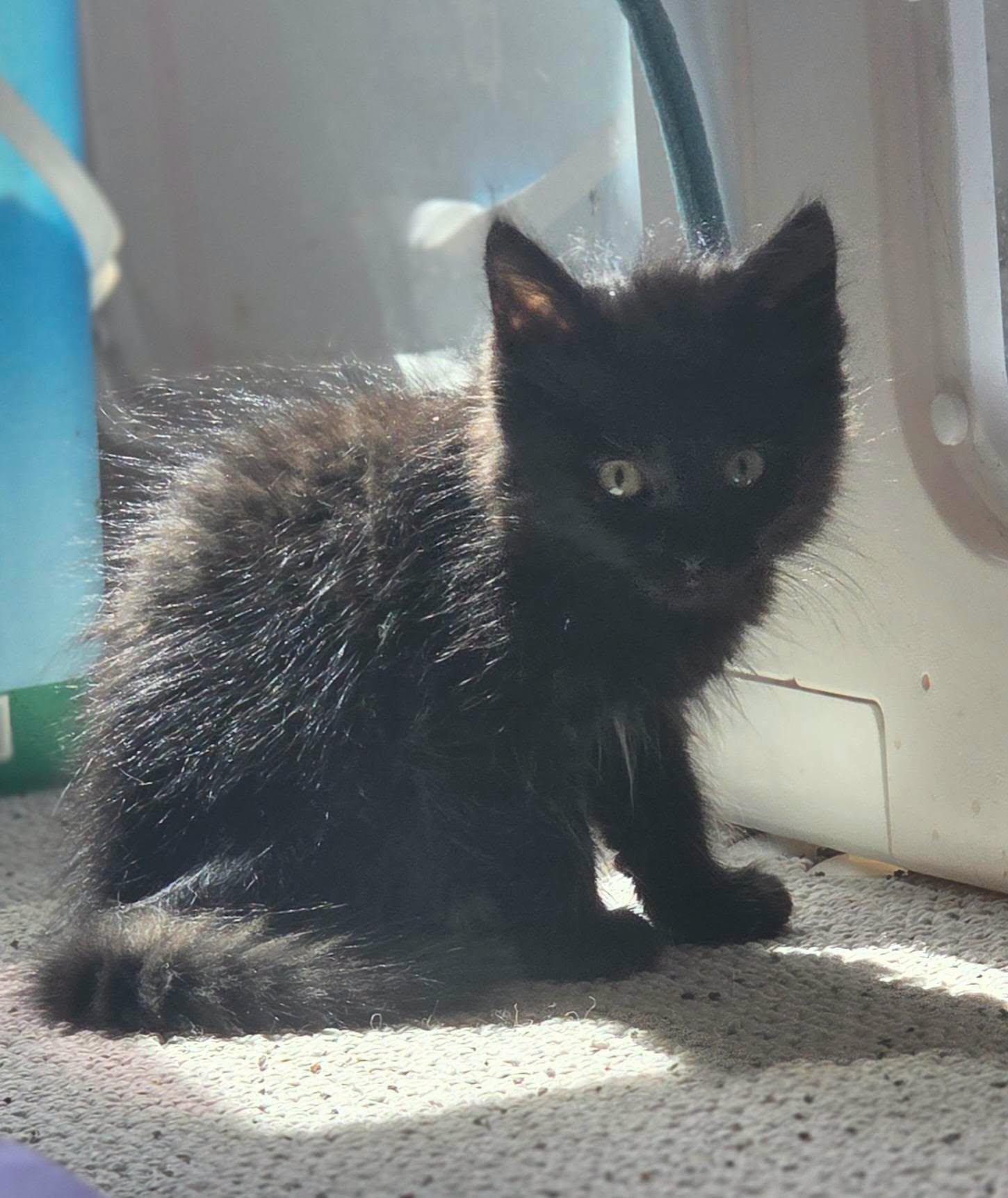 Serafina, Adoptable, Kitten Female Domestic Long Hair.