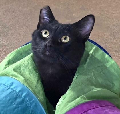 Turkey, Adoptable, Adult Male Domestic Short Hair & Domestic Short Hair.