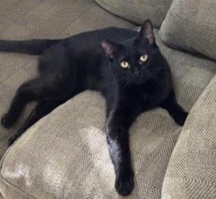 Enlarge Turkey, a Adoptable mixed breed in Encinitas, CA image 2/3