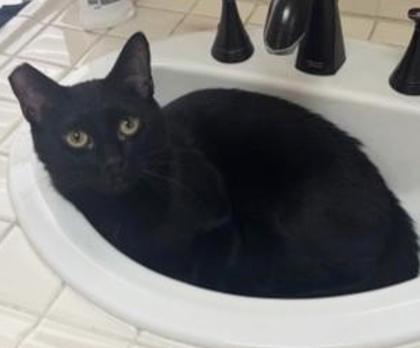 Enlarge Turkey, a Adoptable mixed breed in Encinitas, CA image 3/3