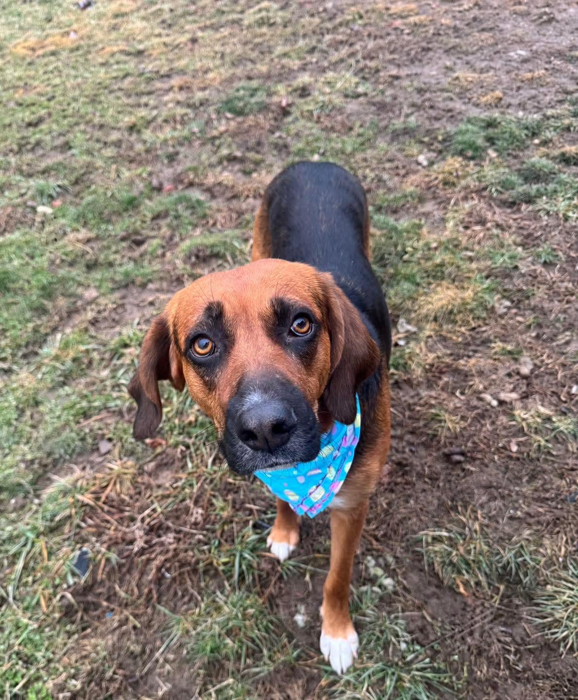 Mama Thornberry, ADOPTABLE, Young Female Hound.