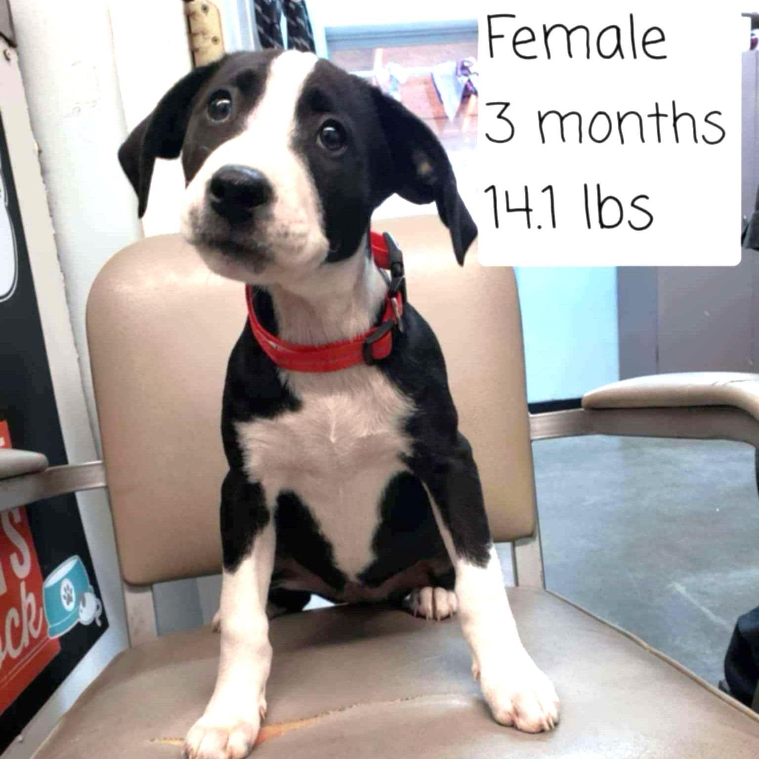 Enlarge Phoebe Puppy, a Adopted mixed breed in Scranton, PA image 2/6