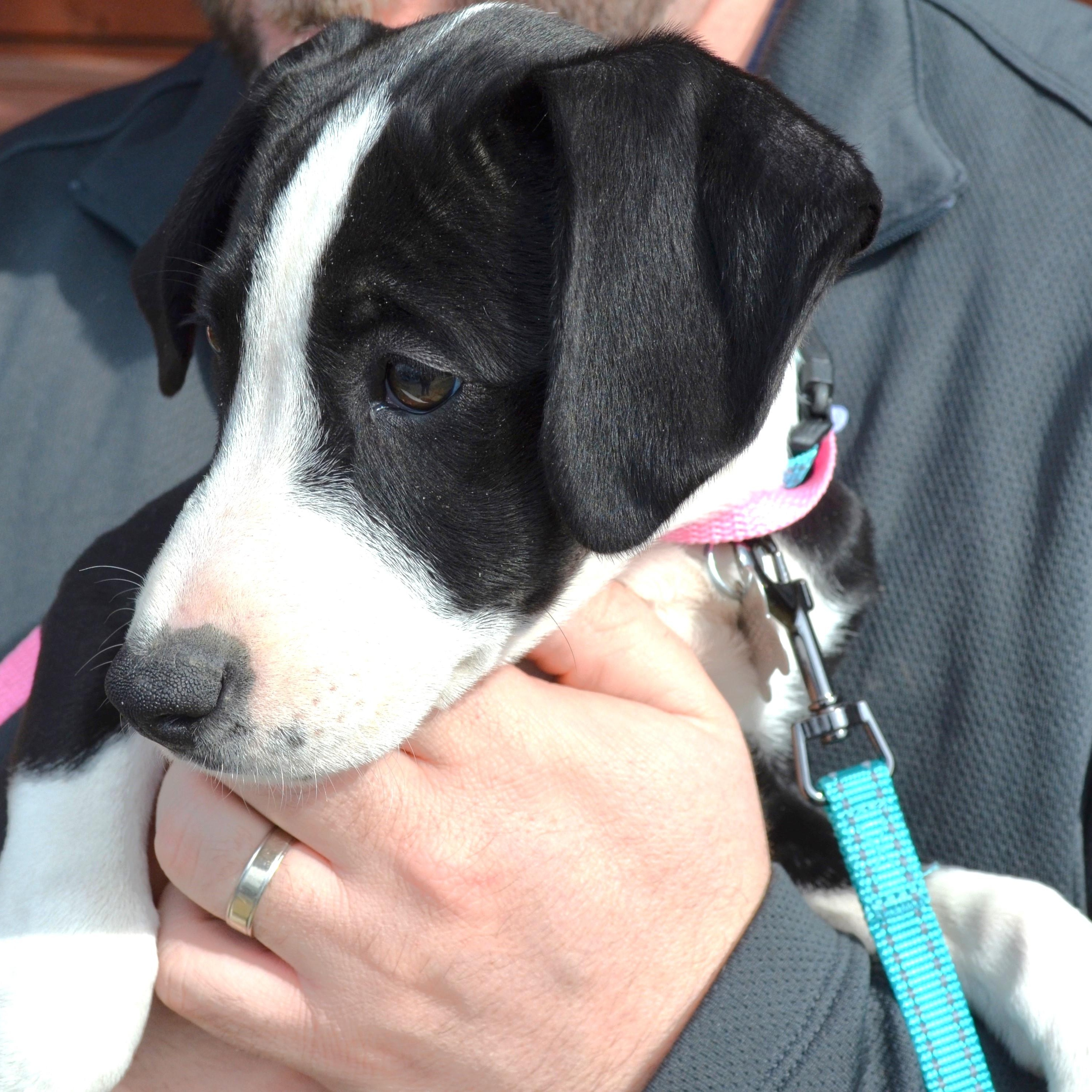 Enlarge Phoebe Puppy, a Adopted mixed breed in Scranton, PA image 3/6
