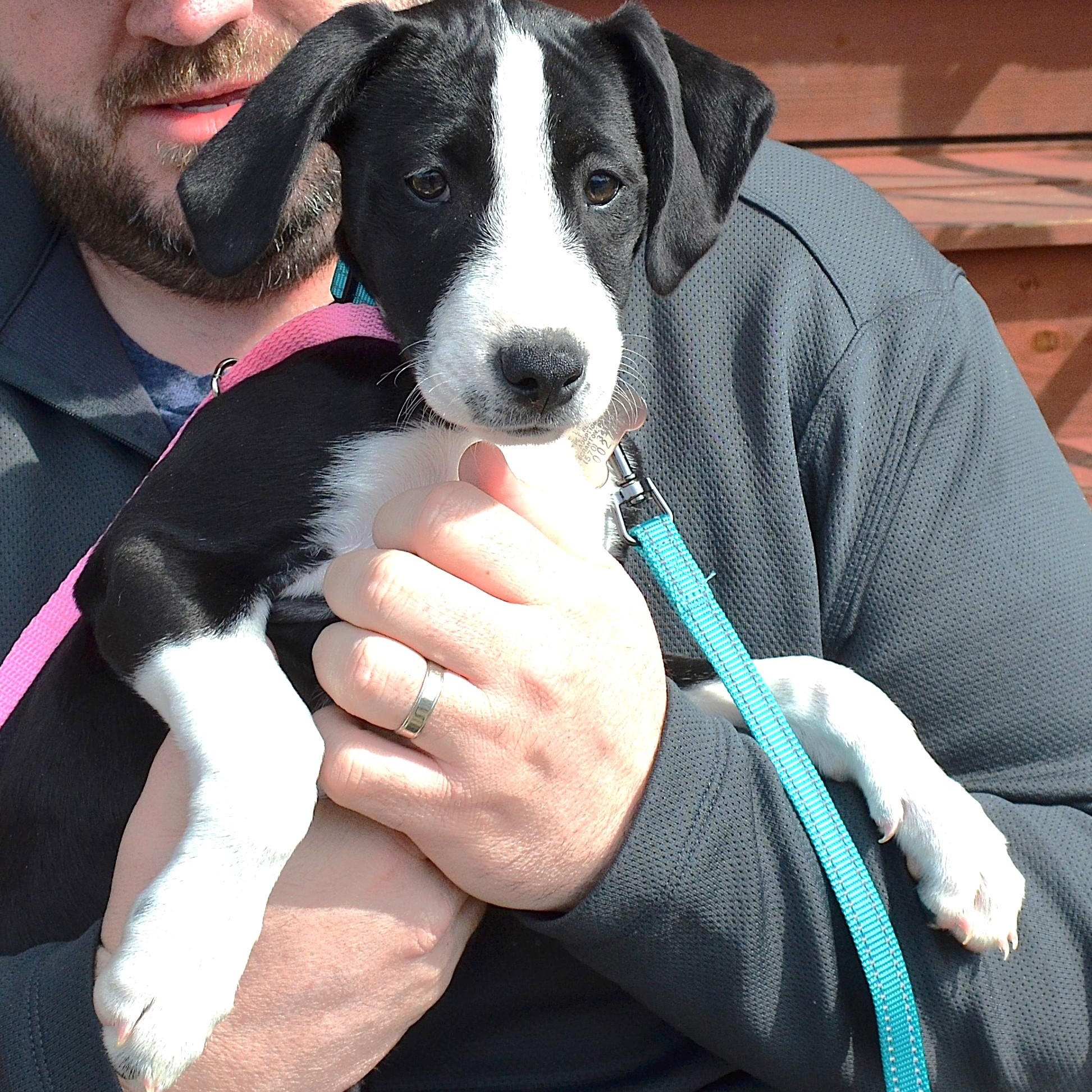 Enlarge Phoebe Puppy, a Adopted mixed breed in Scranton, PA image 4/6