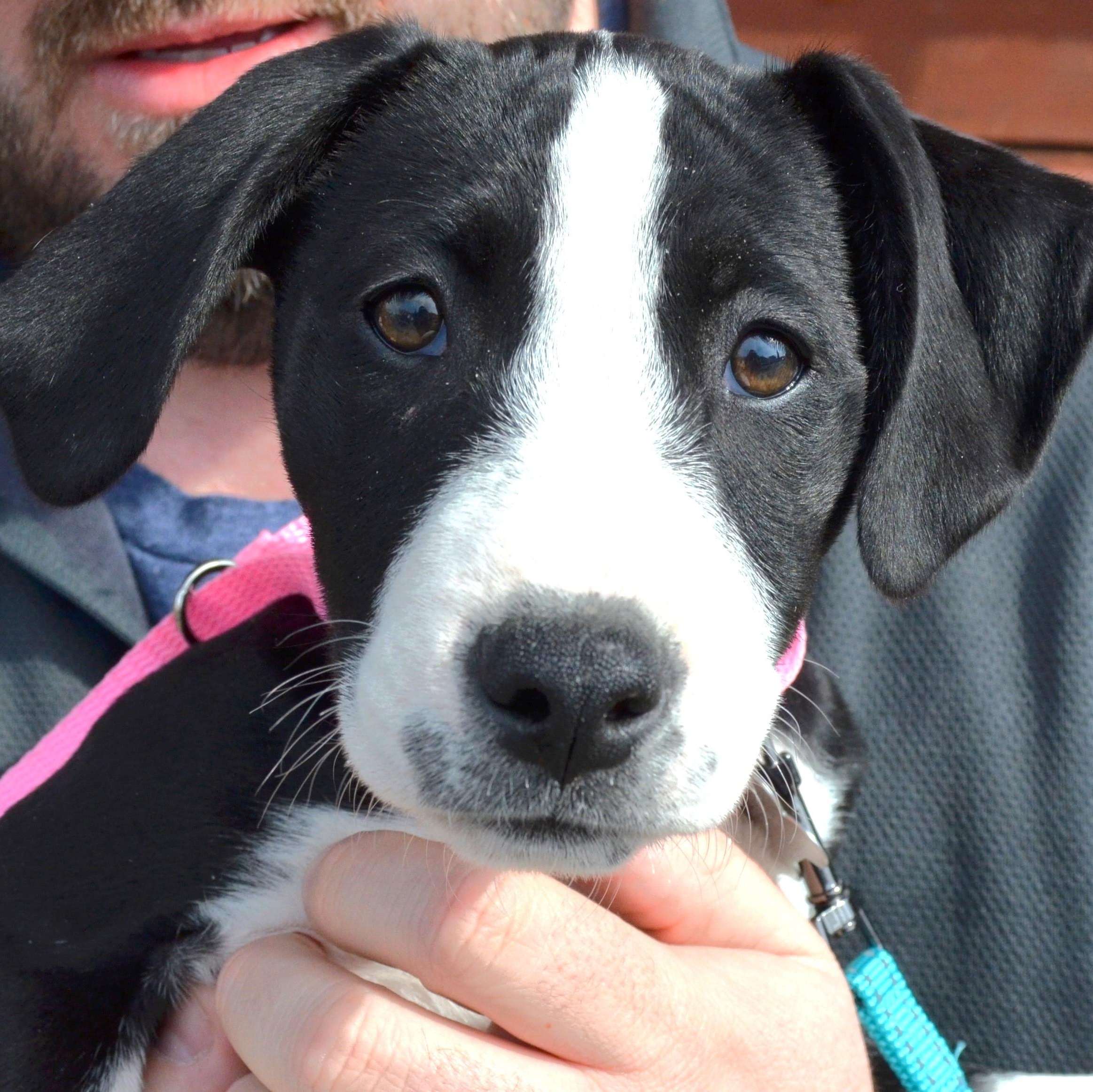 Enlarge Phoebe Puppy, a Adopted mixed breed in Scranton, PA image 1/6