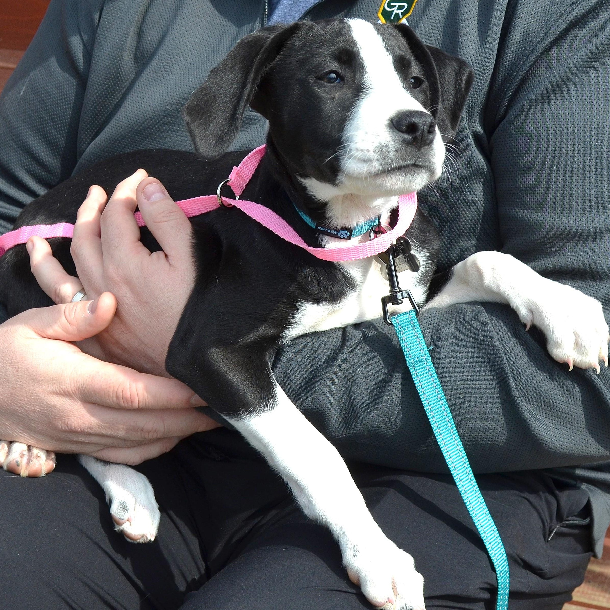 Enlarge Phoebe Puppy, a Adopted mixed breed in Scranton, PA image 5/6