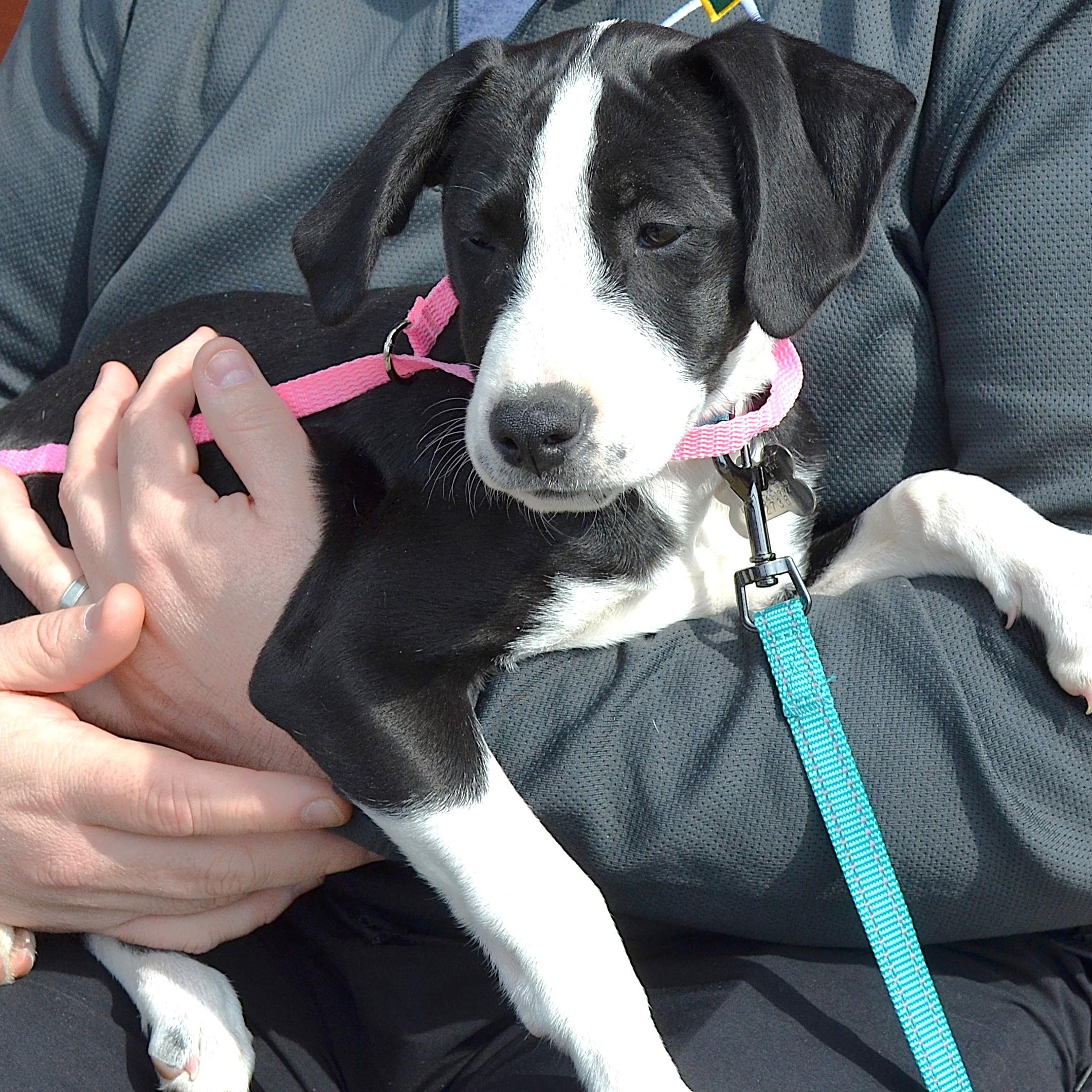 Enlarge Phoebe Puppy, a Adopted mixed breed in Scranton, PA image 6/6