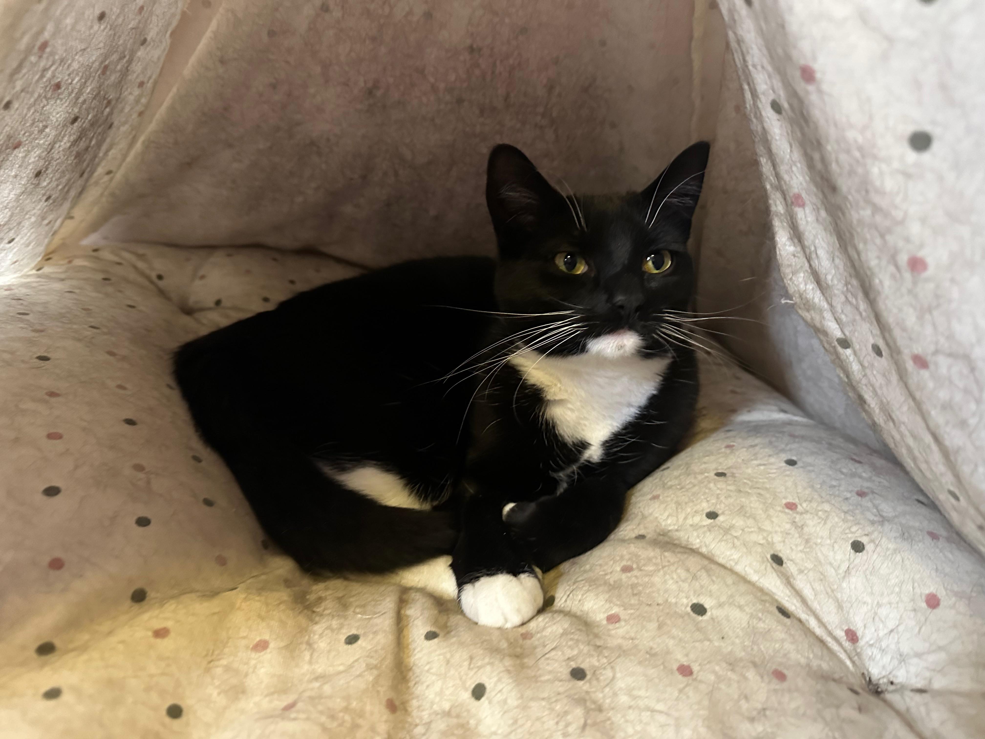 Enlarge Stormy, a ADOPTABLE Domestic Short Hair in West Pittston, PA image 3/4