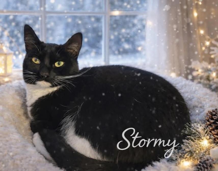 Enlarge Stormy, a ADOPTABLE Domestic Short Hair in West Pittston, PA image 1/1