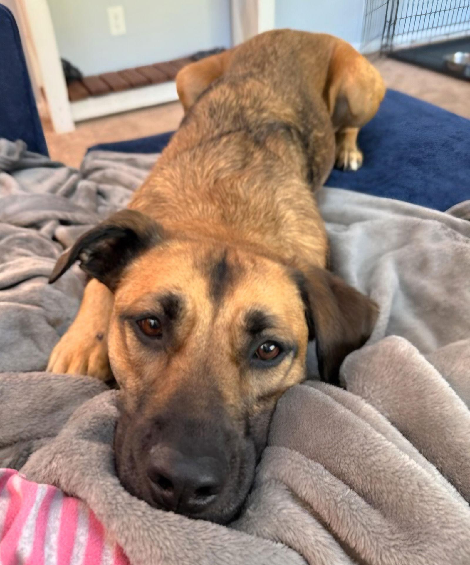 Allie *, Adoptable, Adult Female Labrador Retriever & Pit Bull Terrier.