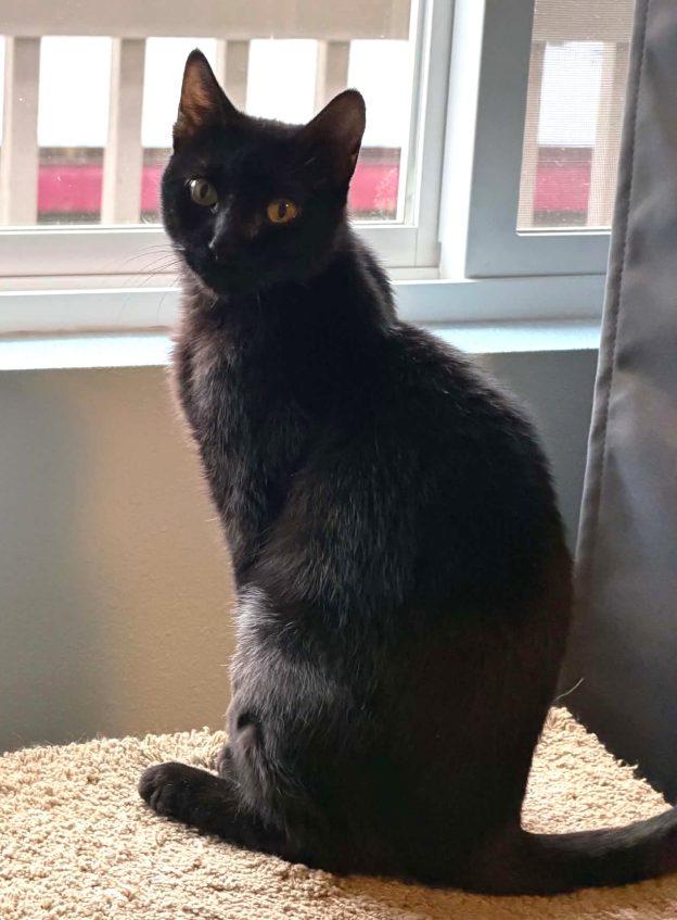 Enlarge Marcy, a Adoptable Domestic Short Hair in Anchorage, AK image 1/1