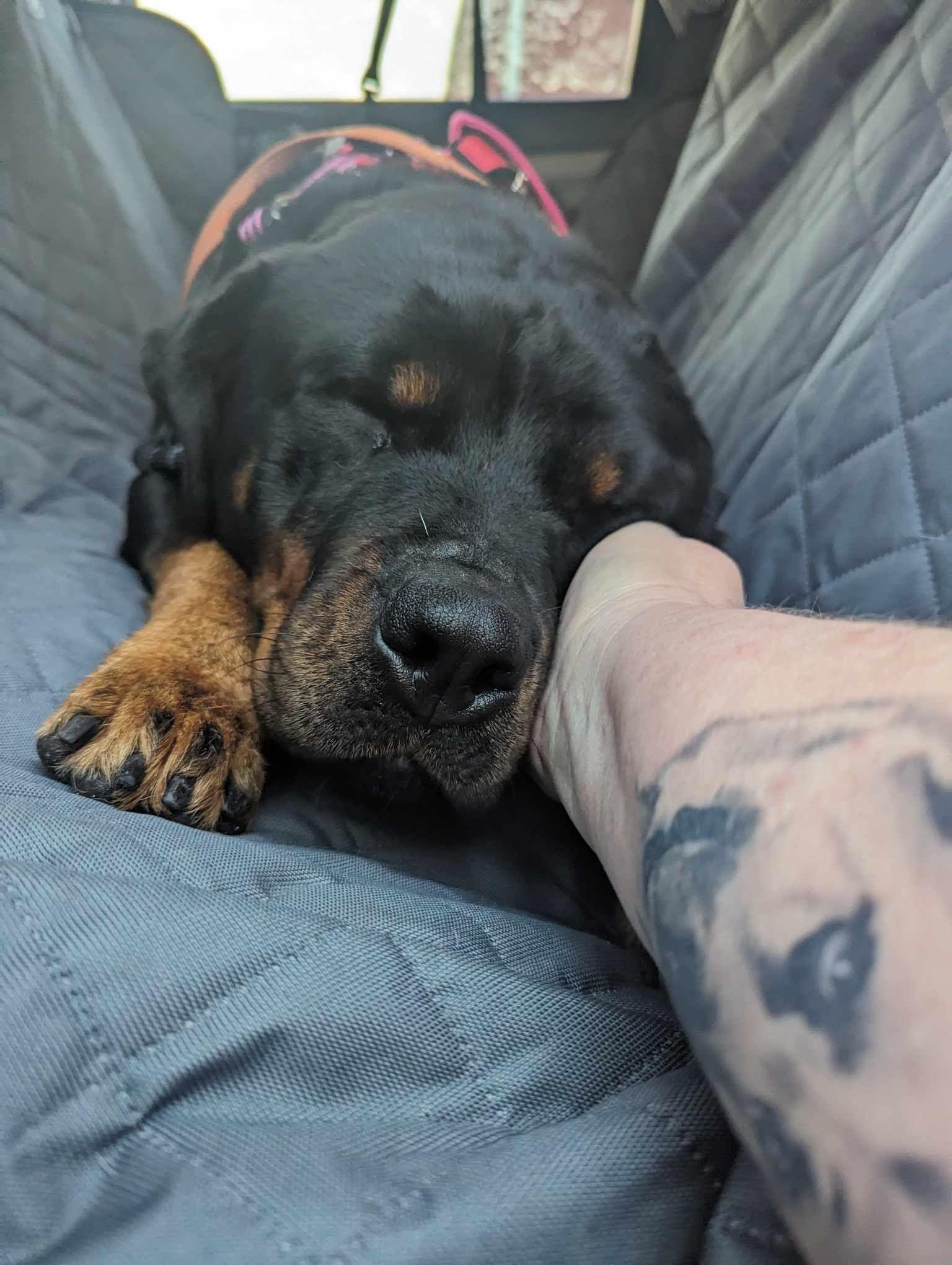 Reina, Adoptable, Adult Female Rottweiler.