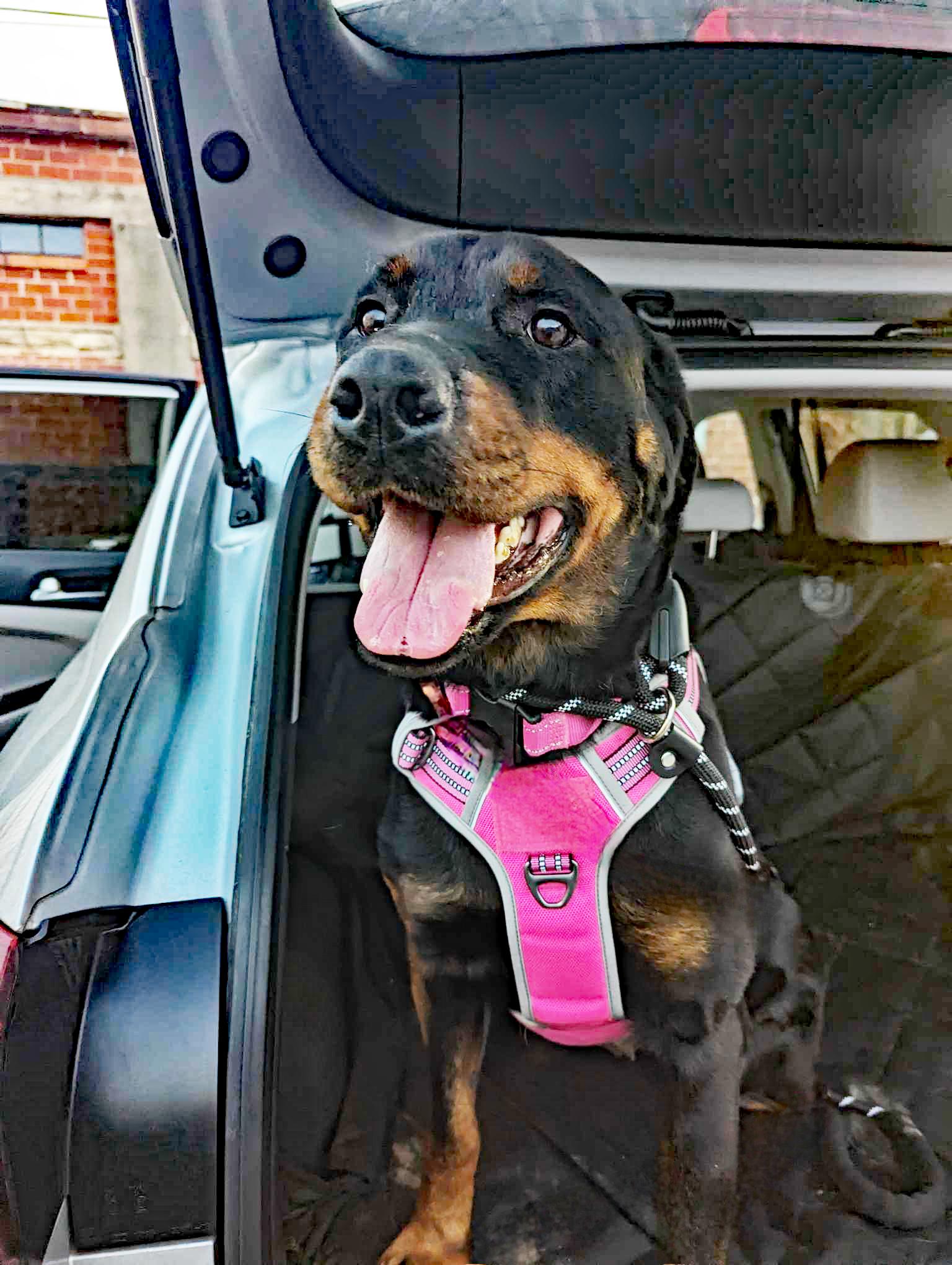 Enlarge Reina, a Adoptable mixed breed in Dallas, GA image 2/5