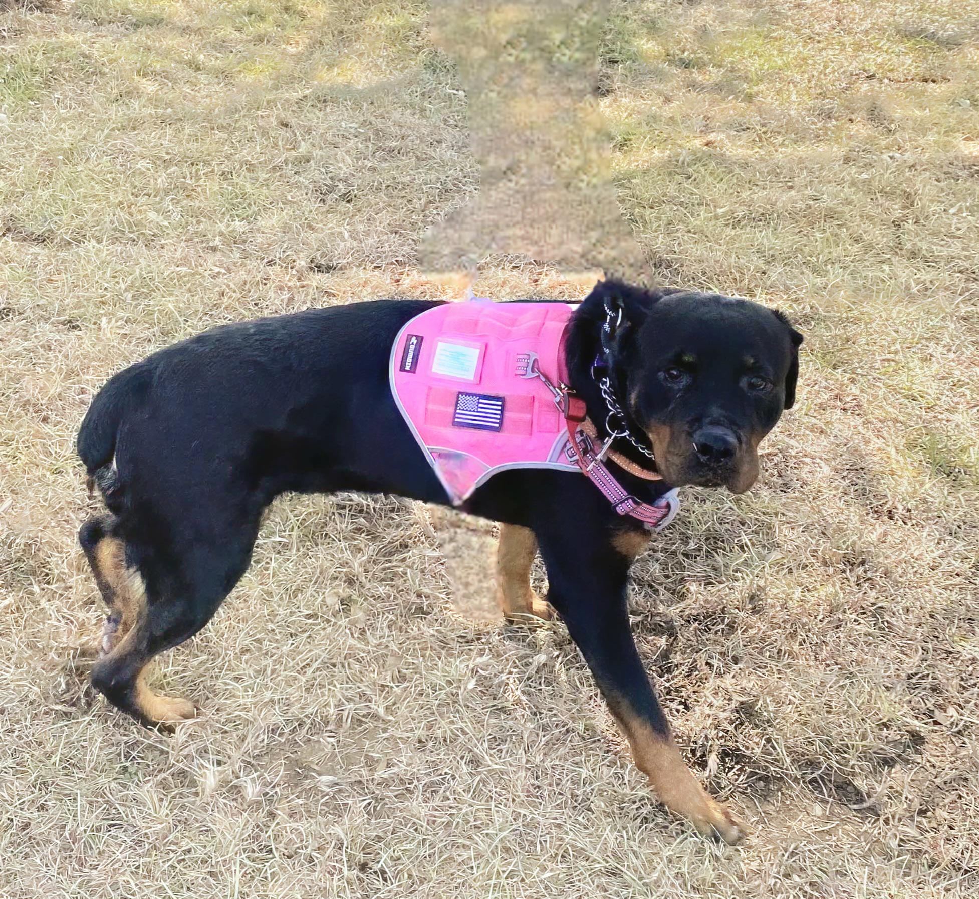 Enlarge Reina, a Adoptable mixed breed in Dallas, GA image 3/5