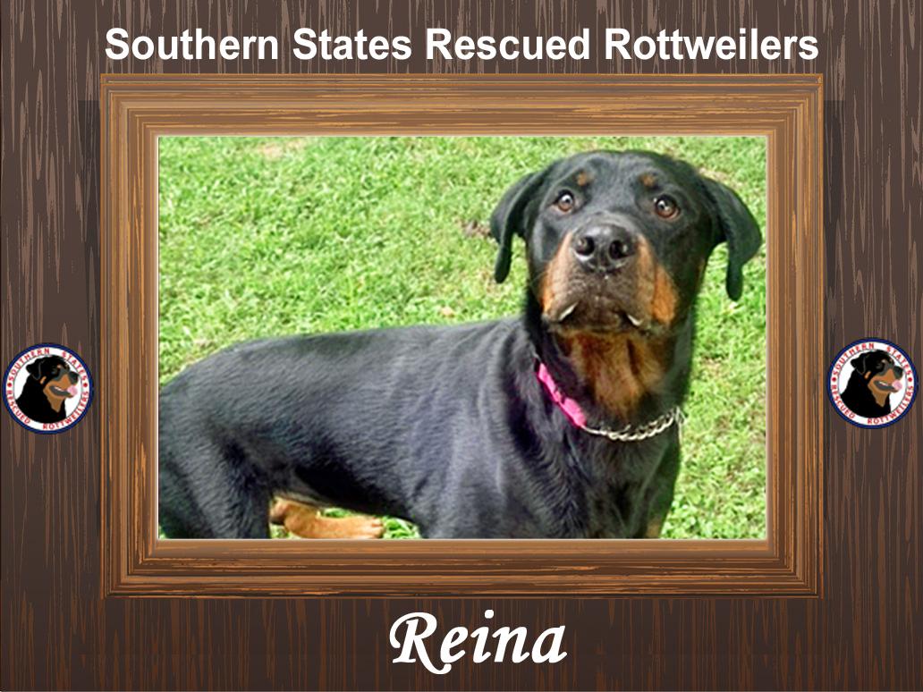 Enlarge Reina, a Adoptable mixed breed in Dallas, GA image 4/5