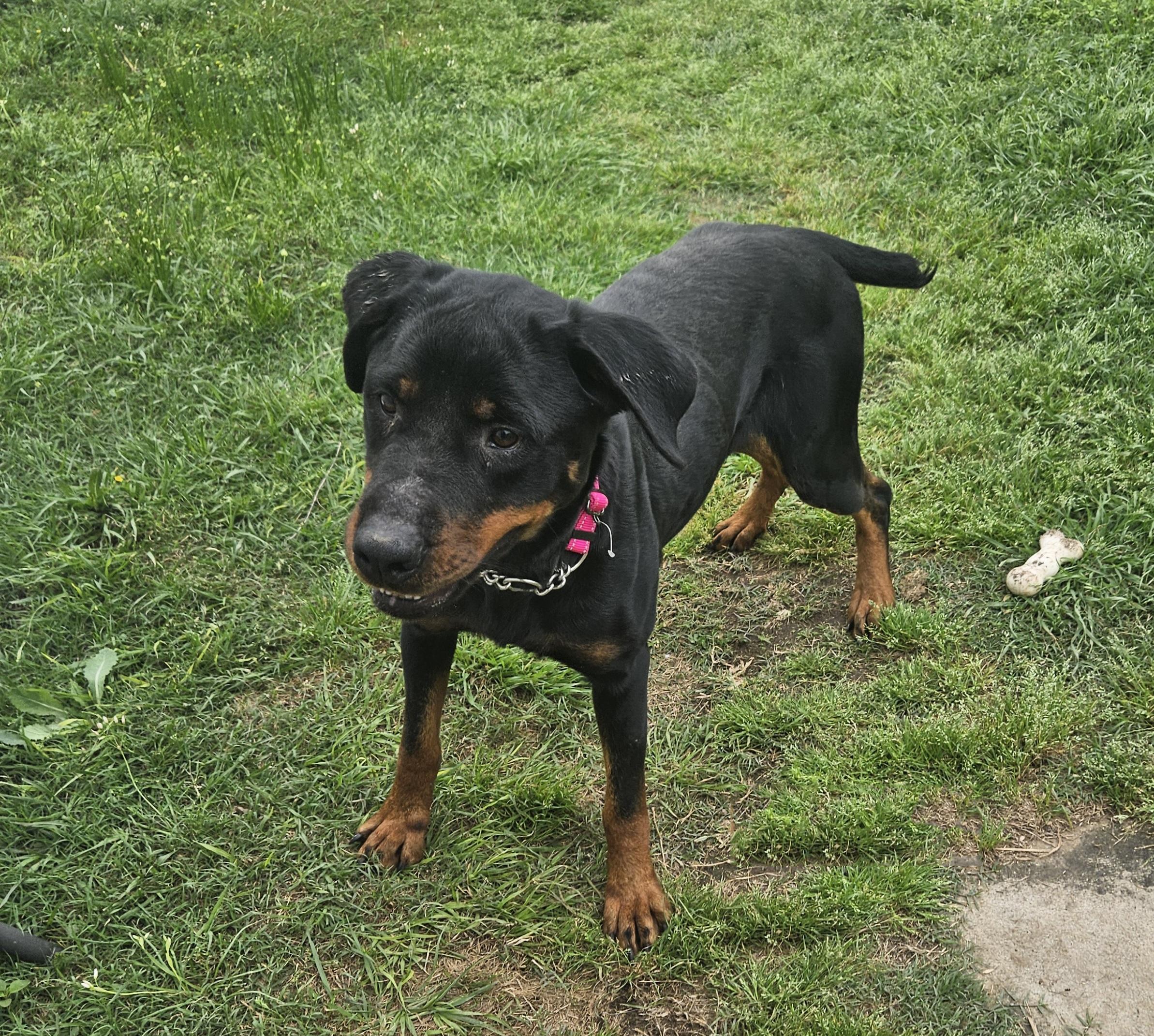 Enlarge Reina, a Adoptable mixed breed in Dallas, GA image 5/5