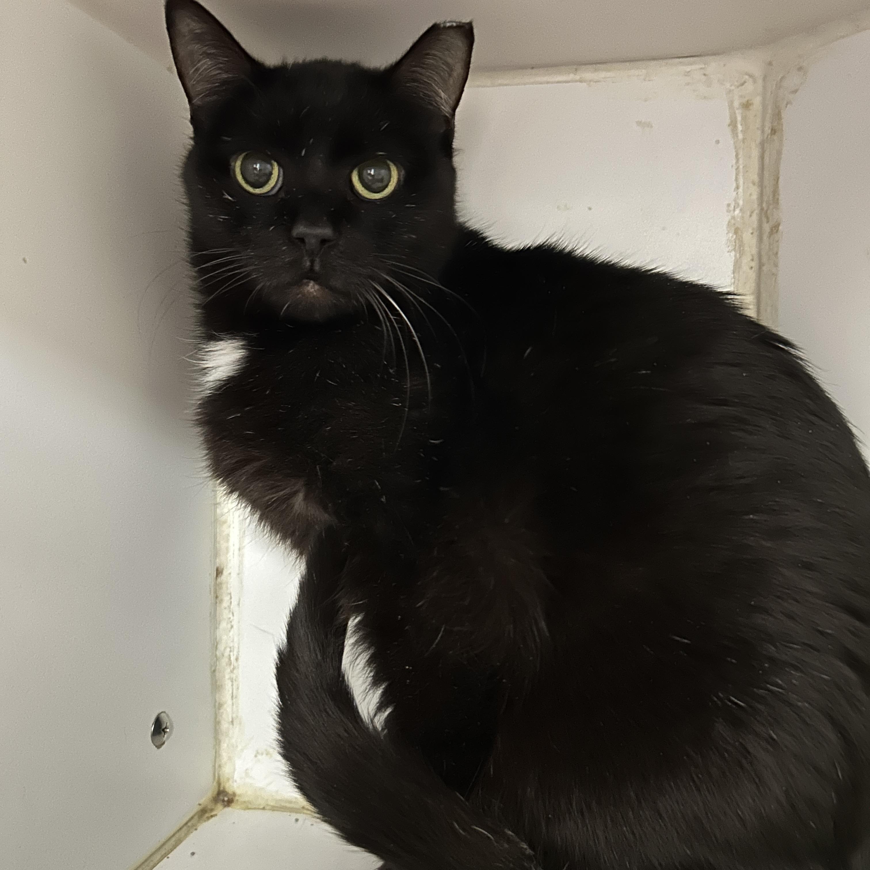 Myra, ADOPTABLE, Adult Female Domestic Short Hair.