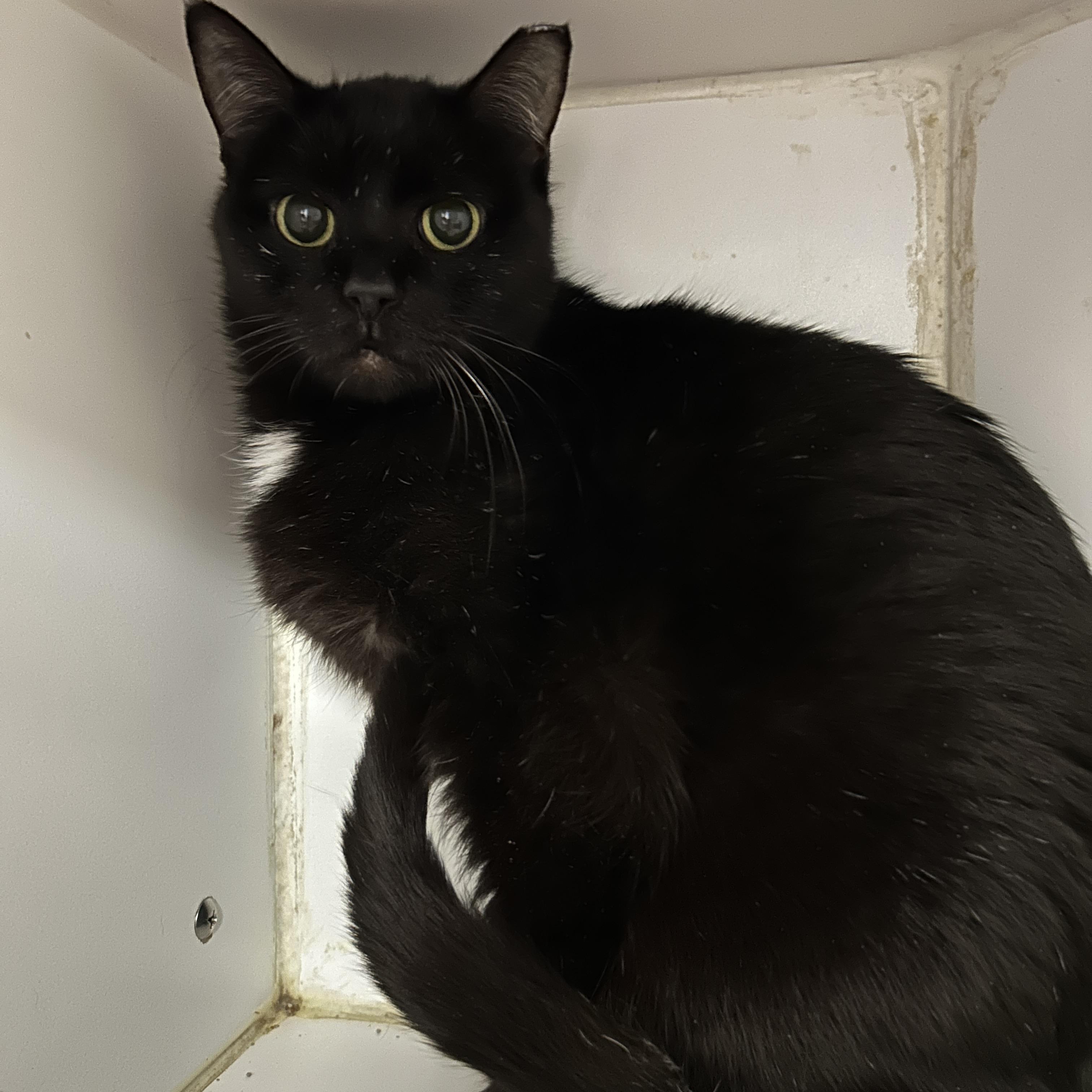 Enlarge Myra, a ADOPTABLE Domestic Short Hair in La Grange Park, IL image 2/2