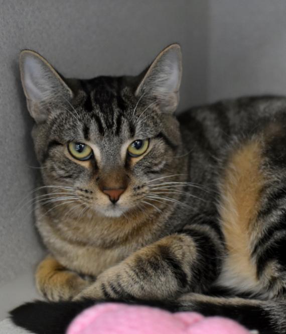 Enlarge Teddy, a Adoptable Domestic Short Hair in Marietta, GA image 2/4