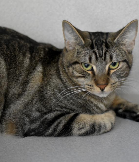 Enlarge Teddy, a Adoptable Domestic Short Hair in Marietta, GA image 3/4