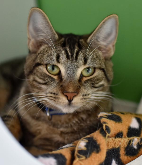 Enlarge Teddy, a Adoptable Domestic Short Hair in Marietta, GA image 4/4