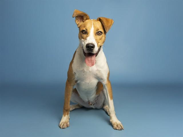 Enlarge CHAI, a Adoptable Pit Bull Terrier in Phoenix, AZ image 1/1