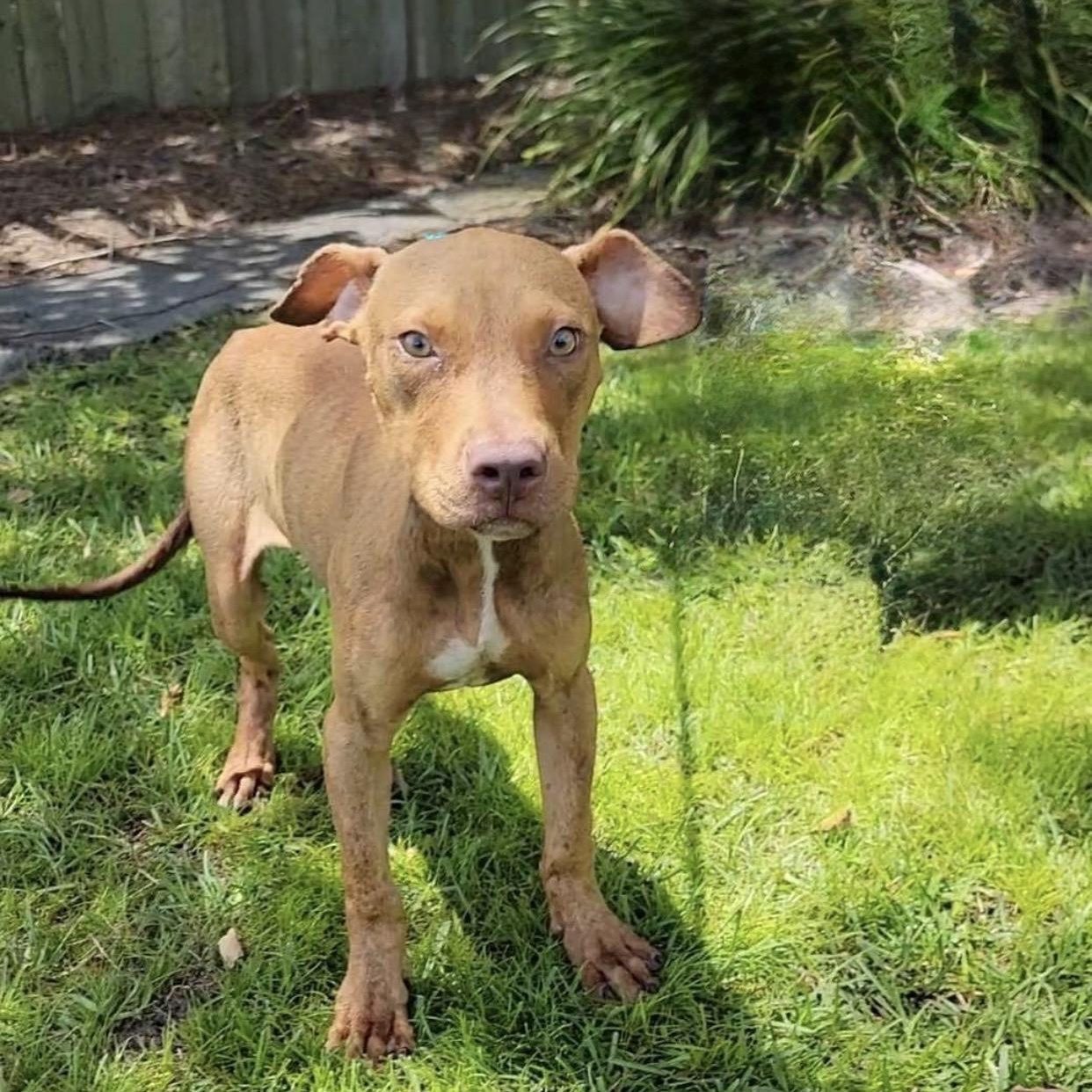 Gene, a ADOPTABLE mixed breed in Valdosta, GA image 2/2