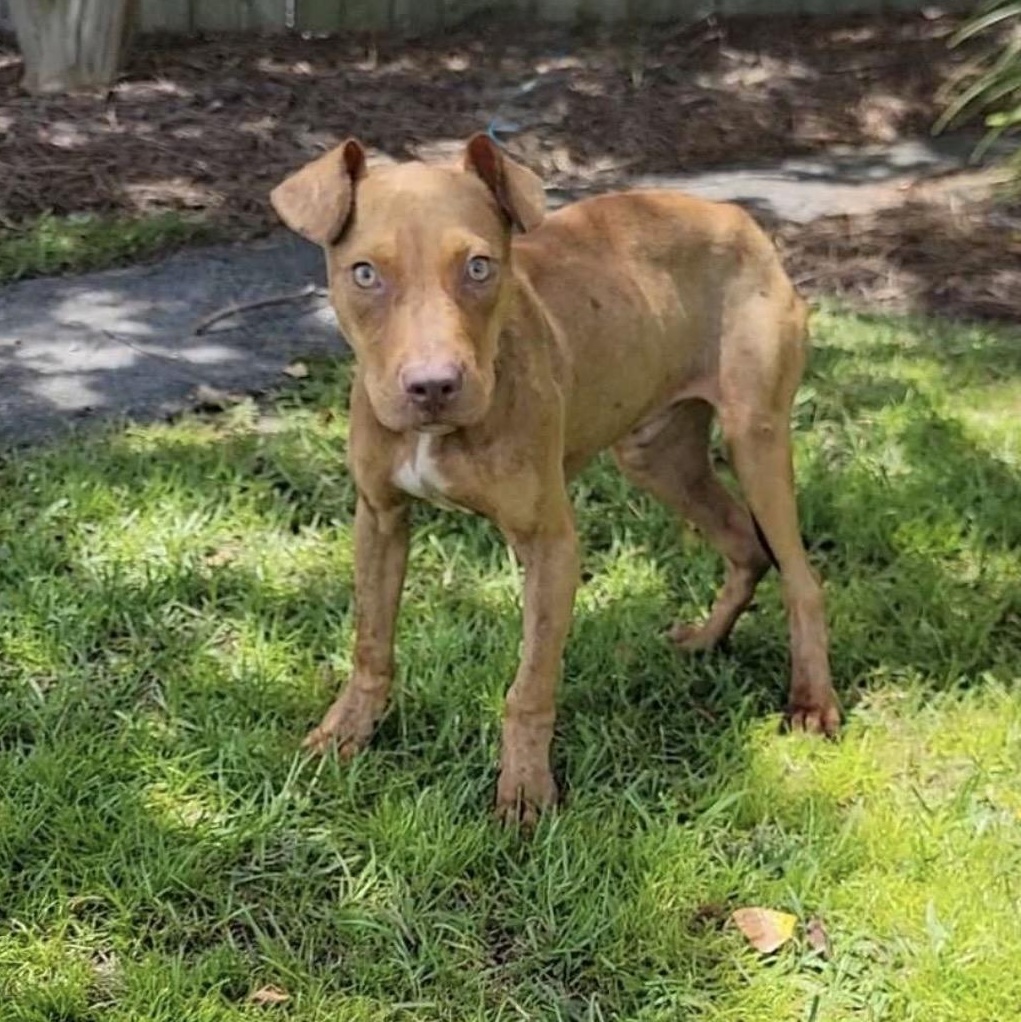 Gene, ADOPTABLE, Puppy Male Pit Bull Terrier.