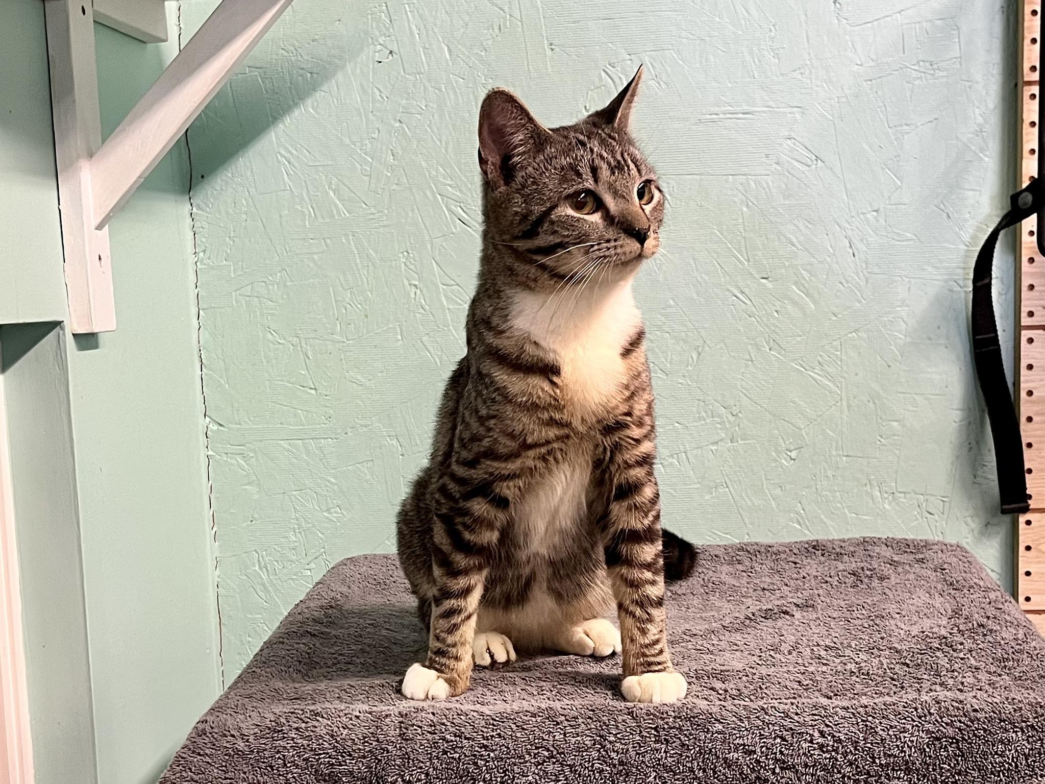Leo, ADOPTABLE, Young Male Domestic Short Hair.