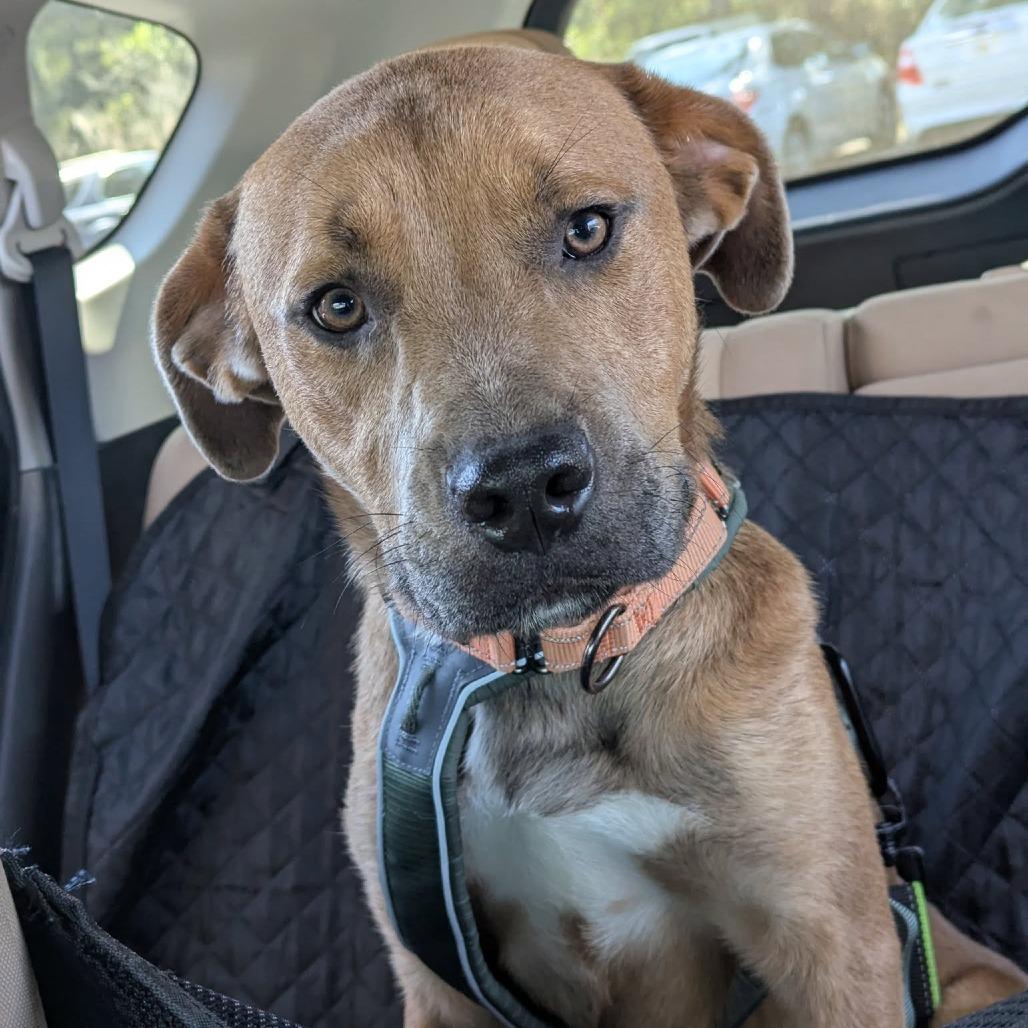 Donatello — thumbnail 2