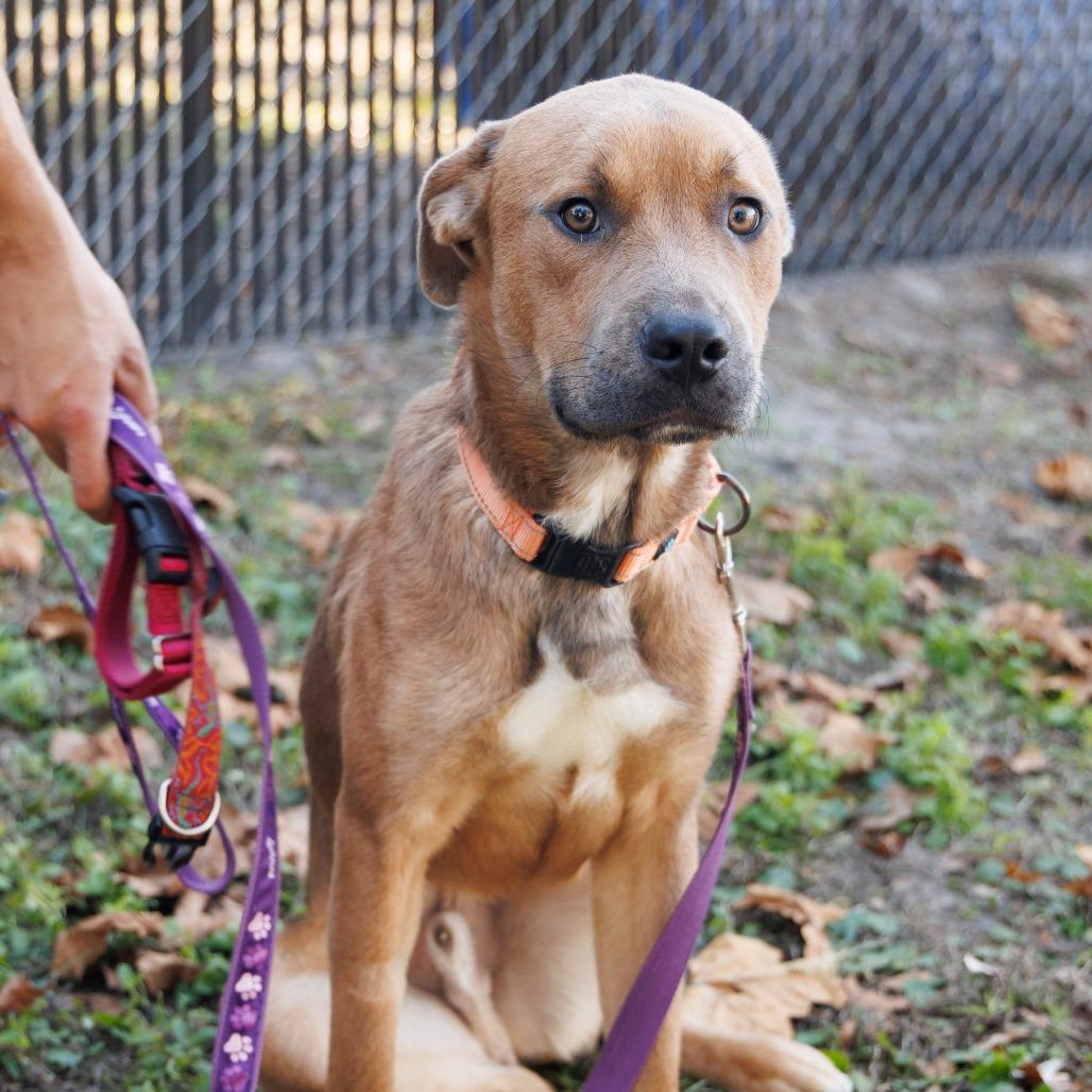 Donatello — thumbnail 3