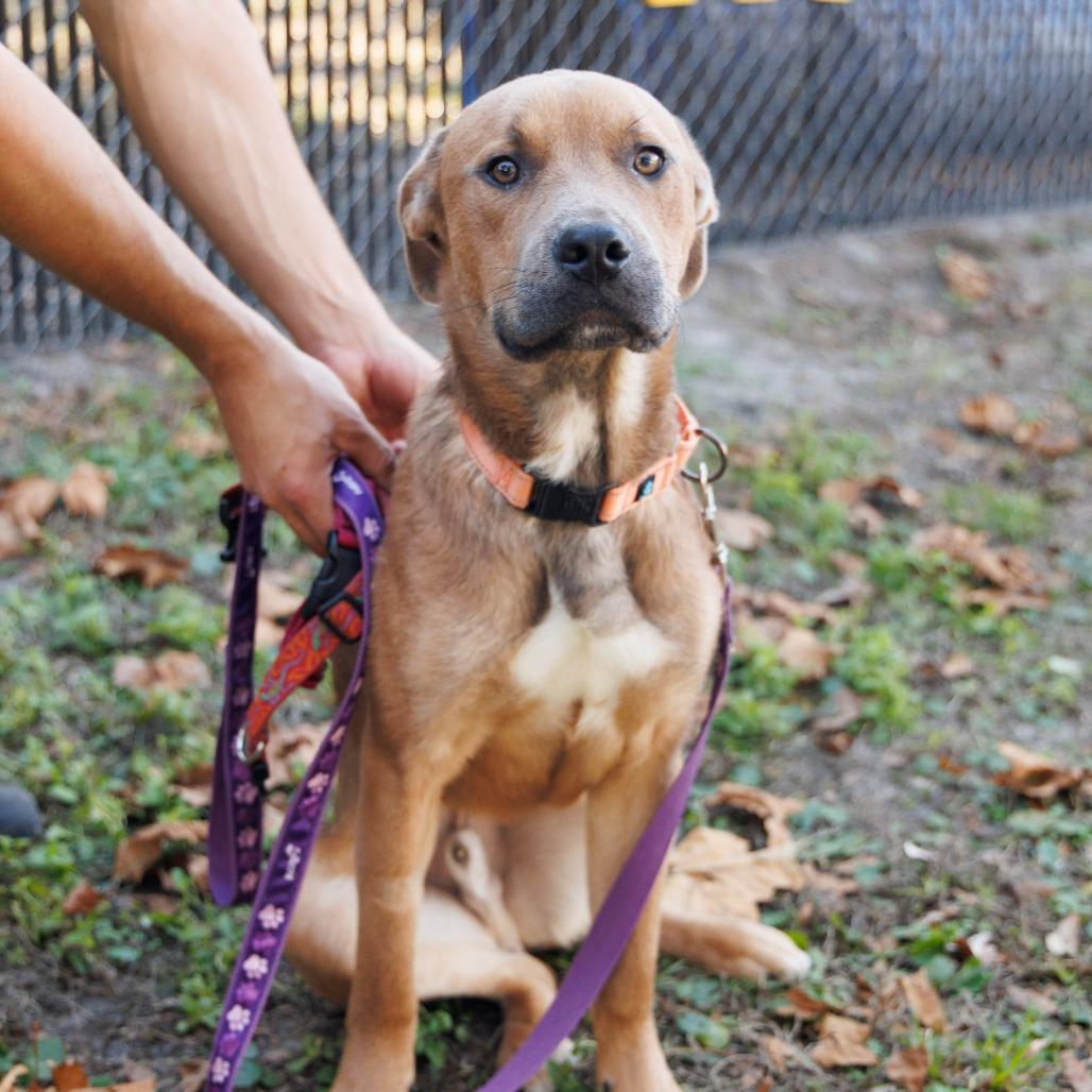 Donatello — thumbnail 4